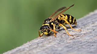Wespen nützlich