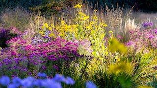 Herbstpflanzen sorgen dafür, dass Garten und Balkon auch in der dunkleren Jahreszeit noch farbenfroh wirken