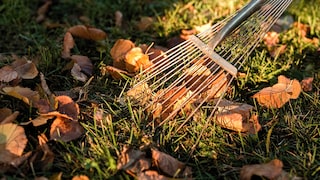 Das Laub vom Rasen zu entfernen, gehört zu den wichtigsten Gartenaufgaben im Herbst