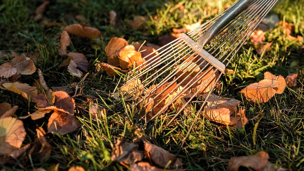Das Laub vom Rasen zu entfernen, gehört zu den wichtigsten Gartenaufgaben im Herbst