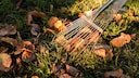 Das Laub vom Rasen zu entfernen, geh&ouml;rt zu den wichtigsten Gartenaufgaben im Herbst