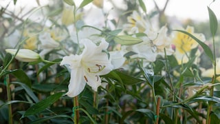 Damit Lilien prächtig blühen, sollte man sie besser nicht im Herbst pflanzen