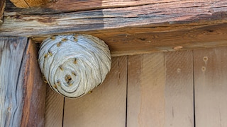 Entdeckt man ein Wespennest im Garten oder am Haus, sollte man sich zunächst informieren, ob man es ohne Weiteres entfernen darf