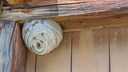 Entdeckt man ein Wespennest im Garten oder am Haus, sollte man sich zun&auml;chst informieren, ob man es ohne Weiteres entfernen darf