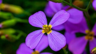 Nachtaktive Insekten können nützlich für den Garten sein, doch welche Pflanzen locken sie an?