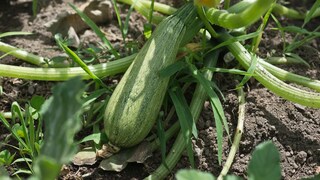 Nicht zu früh und nicht zu spät – Zucchini sollten zur richtigen Zeit geerntet und gegessen werden