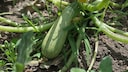 Nicht zu fr&uuml;h und nicht zu sp&auml;t &ndash; Zucchini sollten zur richtigen Zeit geerntet und gegessen werden