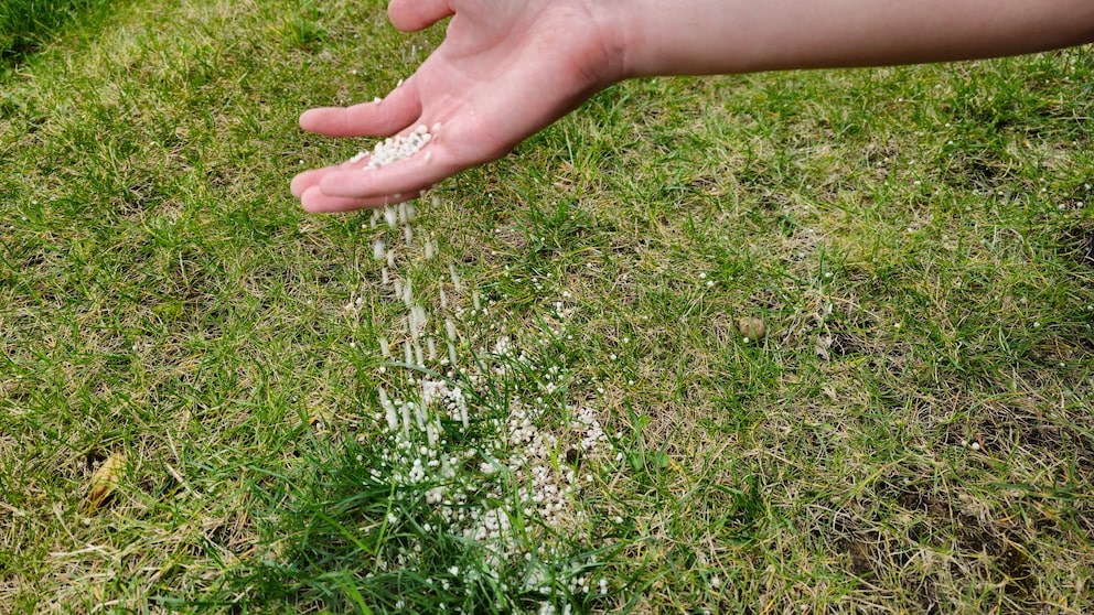 Dünger nach dem Sommer hilft dem Rasen bei der Regeneration
