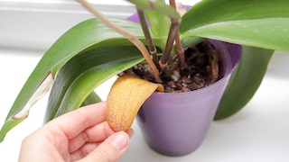 Wenn Orchideen gelbe Blätter bekommen sollte man direkt reagieren. Auch wenn nicht immer ein großes Problem dahintersteckt.