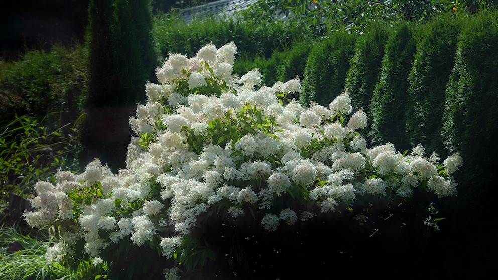 Anders als andere Hortensien-Sorten verträgt die Rispen-Hortensie im September einen Schnitt