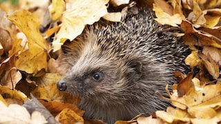 Garten Herbst Tiere