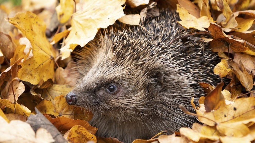 Garten Herbst Tiere