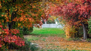 Bäume mit leuchtender Herbstfärbung sorgen für den „Indian Summer“ im Garten