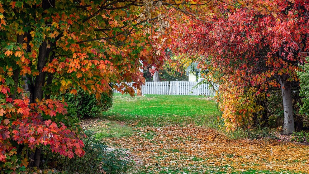 Bäume mit leuchtender Herbstfärbung sorgen für den „Indian Summer“ im Garten