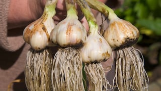 Im Herbst ist der ideale Zeitpunkt, um Knoblauch anzupflanzen