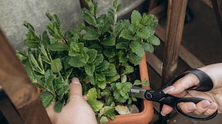 Auch Minze verträgt im Herbst einen Schnitt