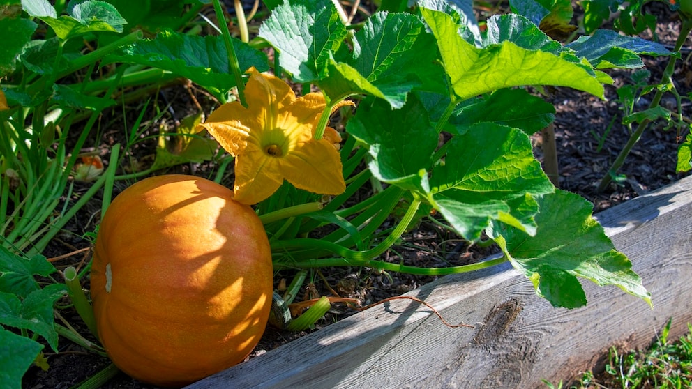 Auch im September wachsen am Kürbis noch Blüten. Erfüllen Sie noch einen Zweck?