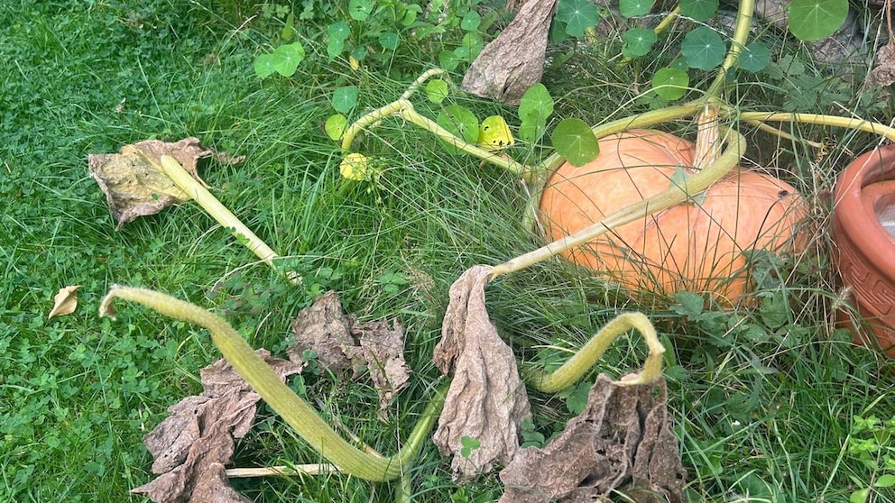 Sollte man sich Sorgen machen, wenn die Blätter vom Kürbis im Frühherbst vertrocknen?