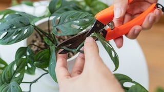Wenn man seine Monstera schneiden möchte, sollte man ein paar Dinge beachten