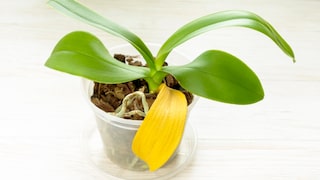 Woran kann es liegen, dass die Blätter einer Orchidee gelb werden?