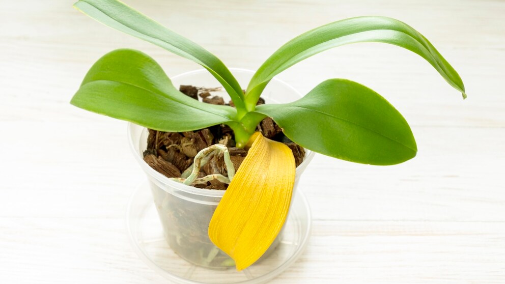 Woran kann es liegen, dass die Blätter einer Orchidee gelb werden?