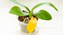 Woran kann es liegen, dass die Bl&auml;tter einer Orchidee gelb werden?