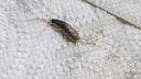 Papierfischchen geh&ouml;ren zur Familie der Silberfische und sehen diesen auch extrem &auml;hnlich