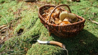Wenn man mal mehr Pilze gesammelt hat, als man eigentlich verarbeiten kann, darf man sie dann verkaufen?