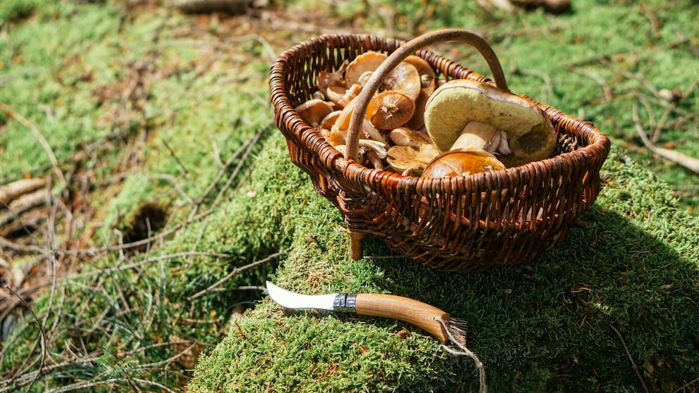 Wenn man mal mehr Pilze gesammelt hat, als man eigentlich verarbeiten kann, darf man sie dann verkaufen?