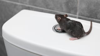 Unter bestimmten Voraussetzungen können es Ratten bis in die Toilettenschüssel schaffen