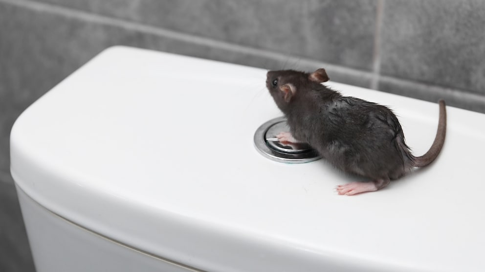 Unter bestimmten Voraussetzungen können es Ratten bis in die Toilettenschüssel schaffen