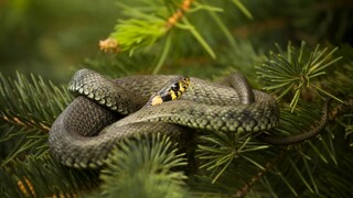 Am häufigsten ist die Ringelnatter im heimischen Garten anzutreffen. Generell gelten Schlangen als extrem selten und stehen zudem unter Naturschutz.