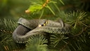 Am h&auml;ufigsten ist die Ringelnatter im heimischen Garten anzutreffen. Generell gelten Schlangen als extrem selten und stehen zudem unter Naturschutz.