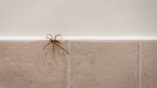 Staubsauger Spinne