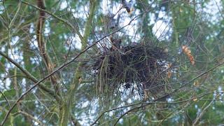 Der Hexenbesen im Baum sieht aus, als hätte ihn eine Hexe einfach vergessen