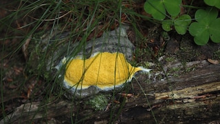 Hexenbutter kann in jedem Garten vorkommen