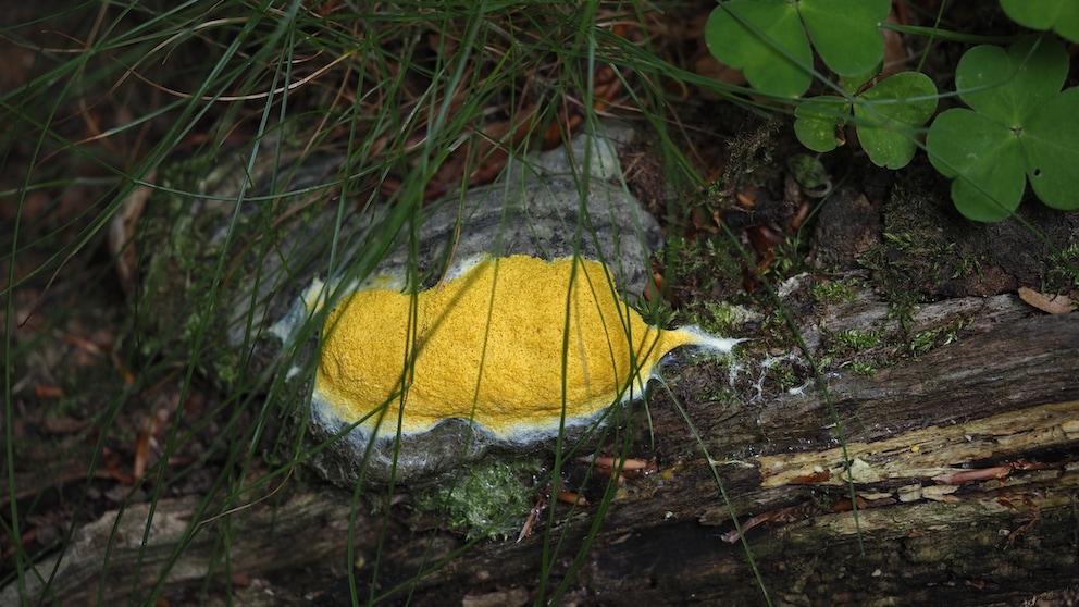 Hexenbutter kann in jedem Garten vorkommen
