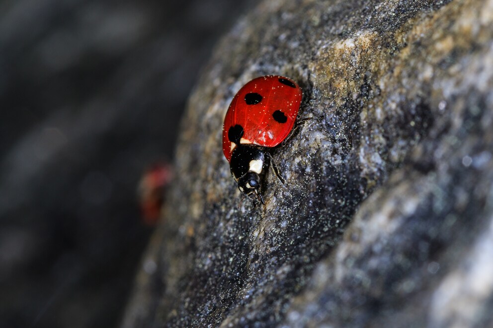 Ladybugs are useful guests as they eat aphids from potted plants that overwinter in the basement