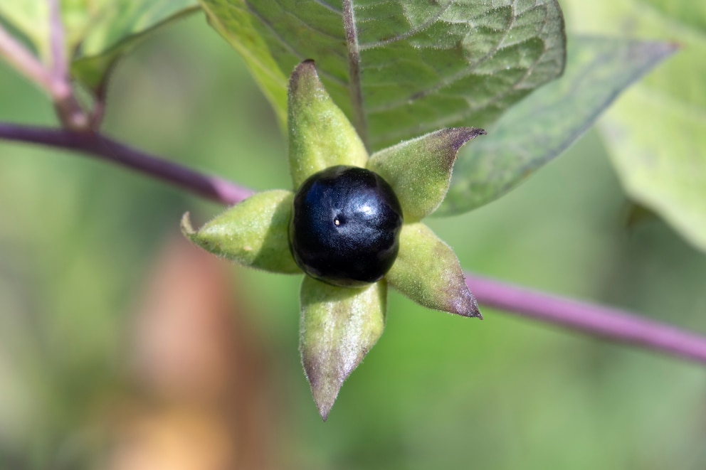 Tollkirschen sehen Heidelbeeren auf den ersten Blick zum Verwechseln &auml;hnlich