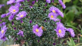 Mit Bodendeckern wie der Kissen-Aster müssen Beete auch im Winter nicht kahl aussehen