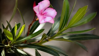 Oleander überwintern