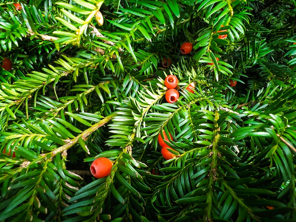 Die roten Fr&uuml;chte der Eibe sehen besonders verlockend aus