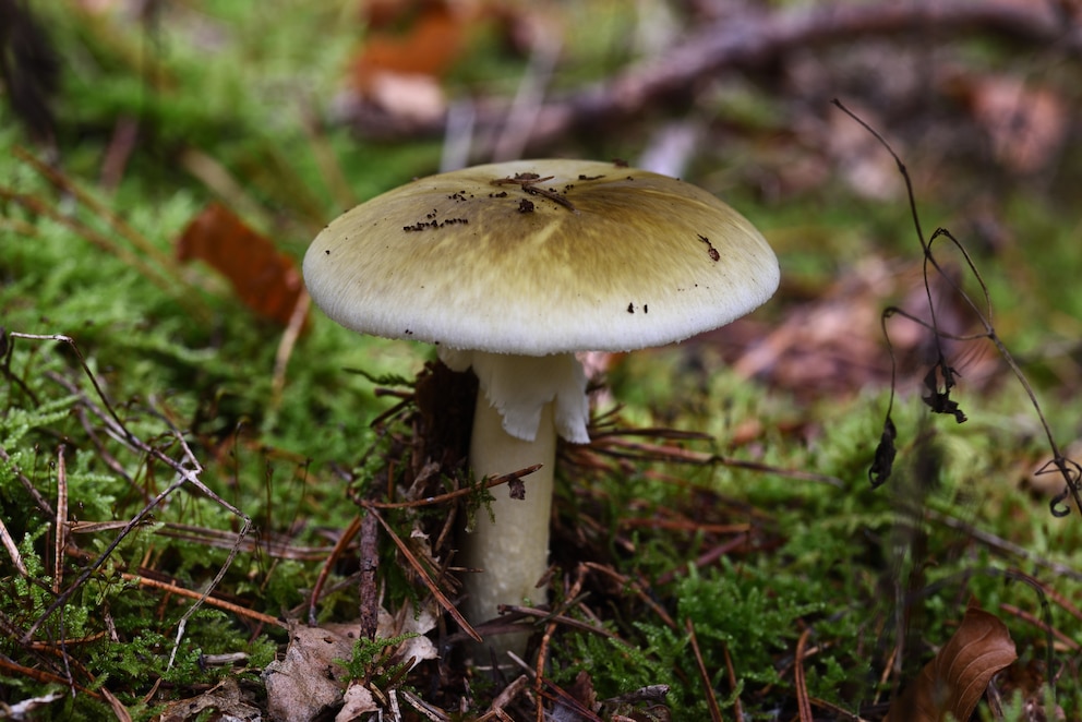 Der Gr&uuml;ne Knollenbl&auml;tterpilz gilt als giftigster Pilz in Deutschland