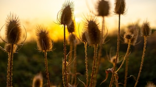 Auch nach der Blüte bleiben die dekorativen Fruchtstände der Wilden Karde bestehen