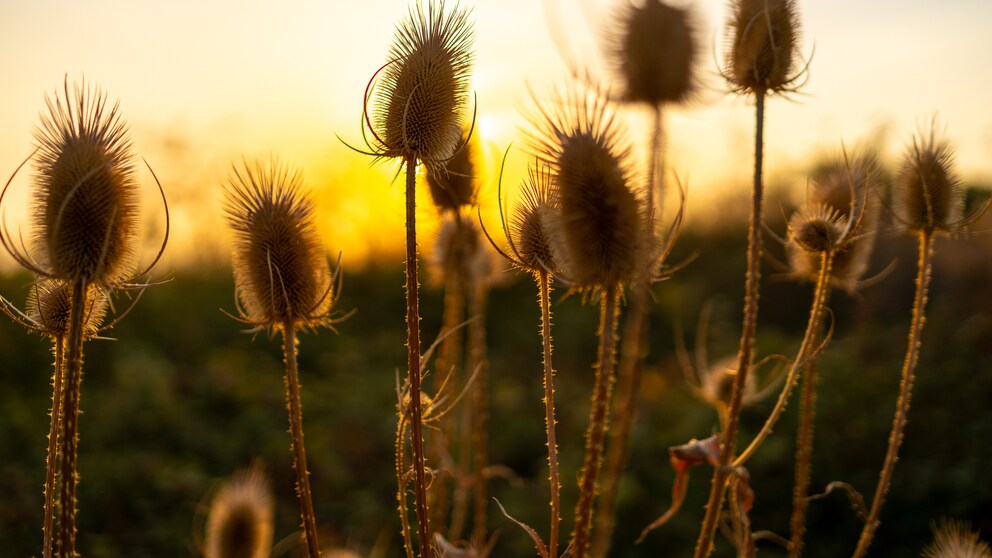 Auch nach der Blüte bleiben die dekorativen Fruchtstände der Wilden Karde bestehen
