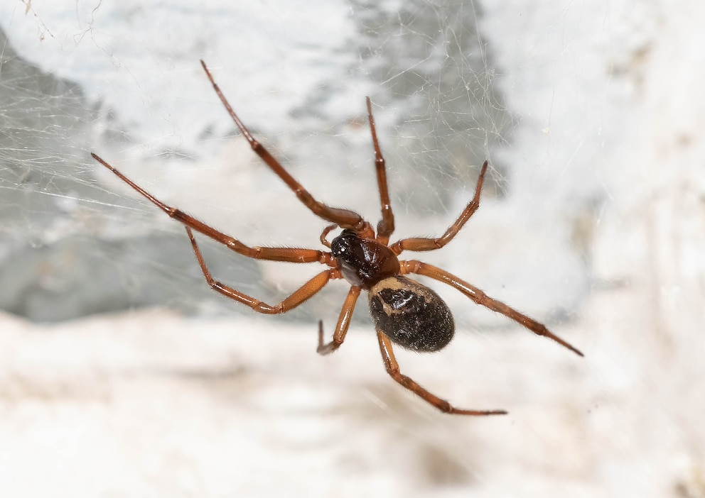 Im Herbst begegnet uns so manche Spinne im Haus - f&uuml;r viele kein erfreulicher Moment