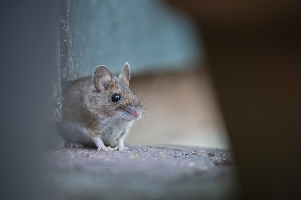 Die Waldmaus lebt normalerweise in freier Natur, dringt im Herbst und Winter aber gerne in H&auml;user in Waldn&auml;he ein