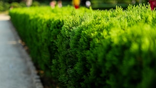Sie ist an vielen Grundstücken anzutreffen, blüht immergrün, steht jedoch vermehrt in der Kritik: Die Thuja-Hecke