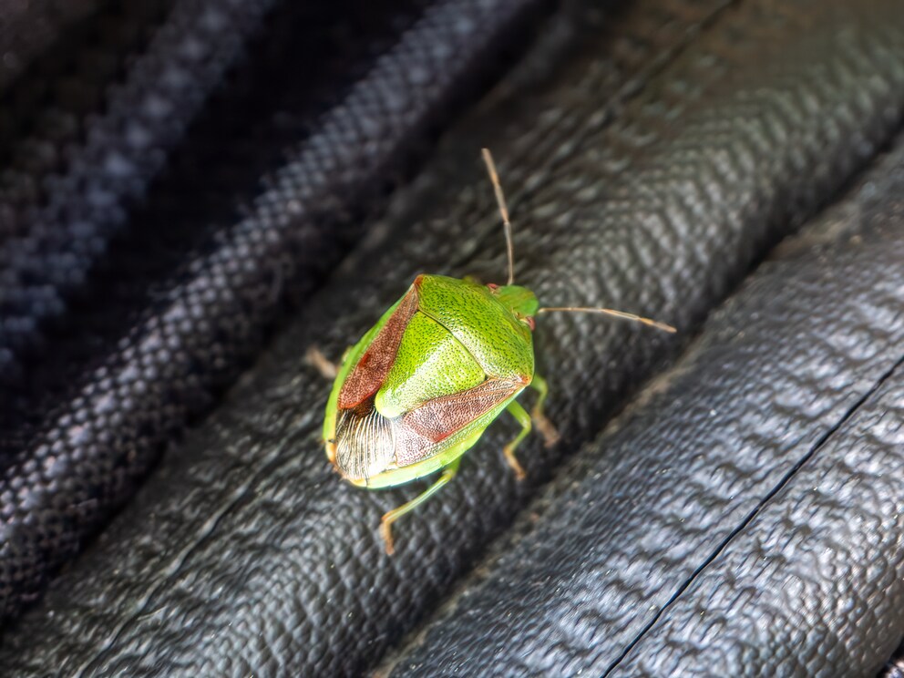 It impresses with its green shell but is considered harmless: The Green Stink Bug