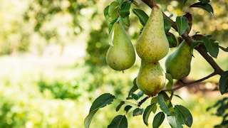 Birnen ernten und lagern
